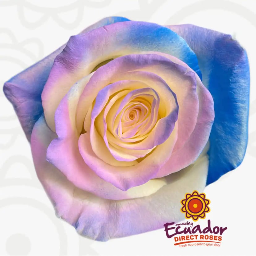 evening-breeze-tinted-rose-white-lavender-blue-pink-color-EDR-1