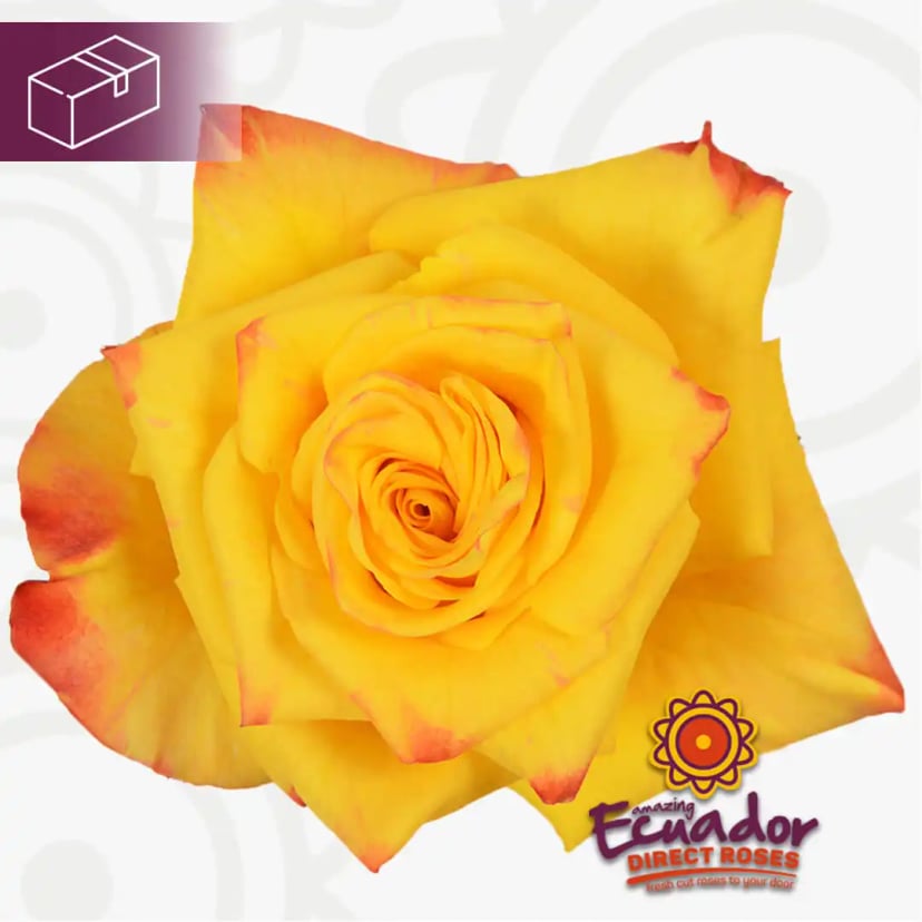 Single High yellow magic flame rose bloom from Ecuador Direct Flowers, showcasing its vibrant bicolor yellow and orange petals.