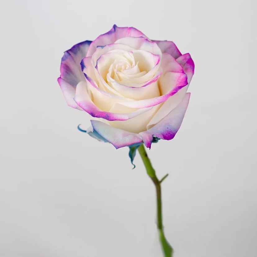 celestial-rose-side