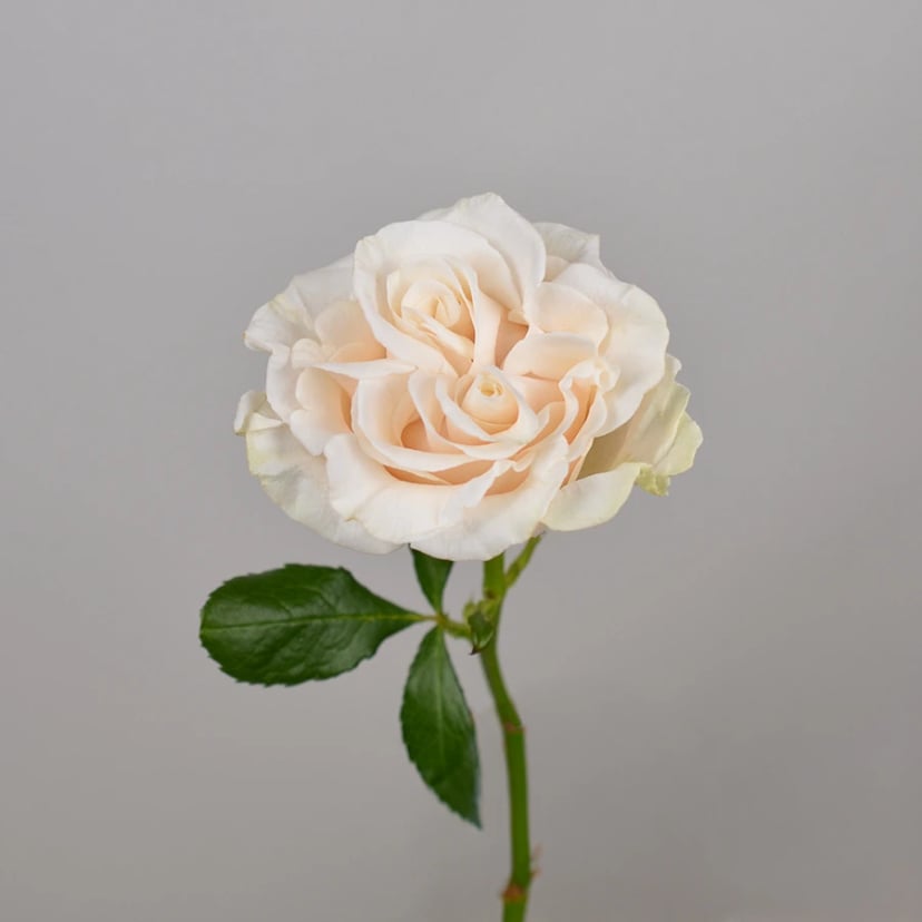 cotton-x-pression-rose-side