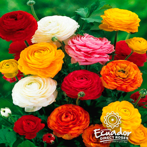 Ranunculus Elegance