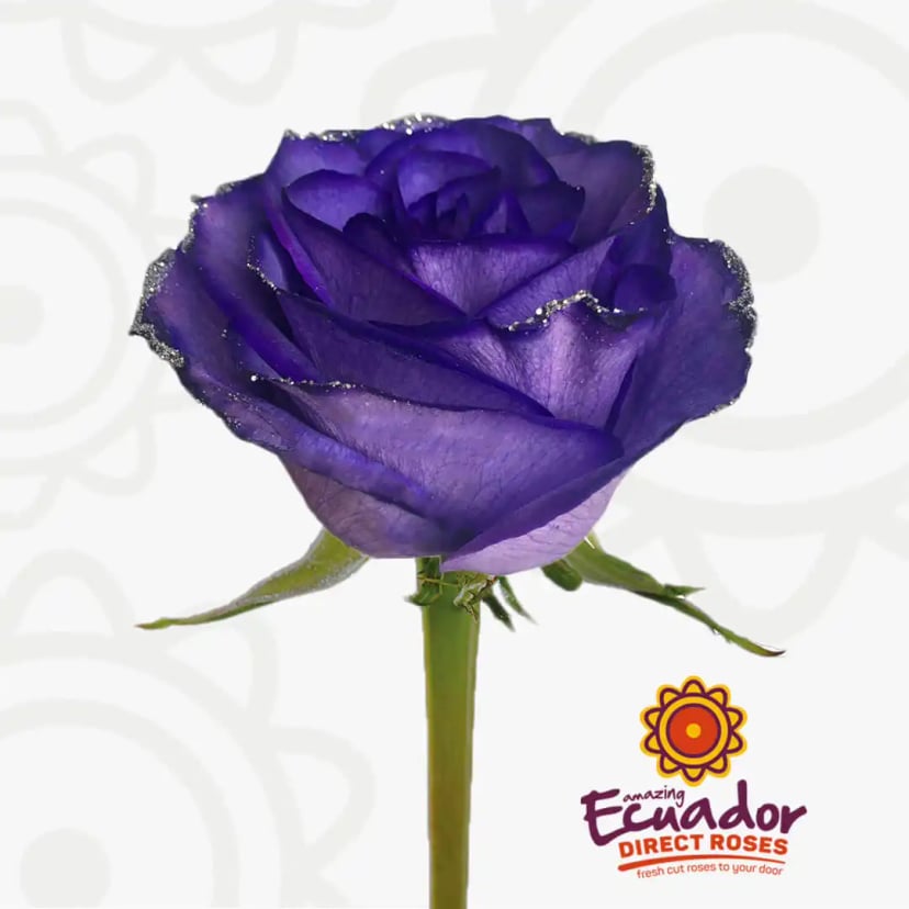twinkling-star-tinted-rose-purple-glitter-color-EDR-1
