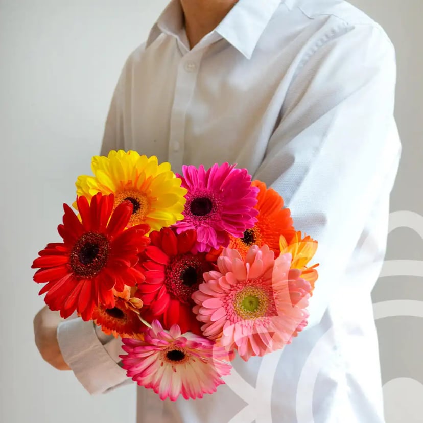gerberas-flowers-front-page-products-EDR-2023