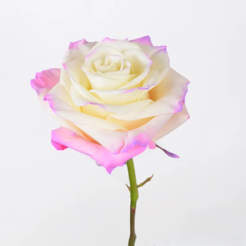dawn-breeze-rose-side