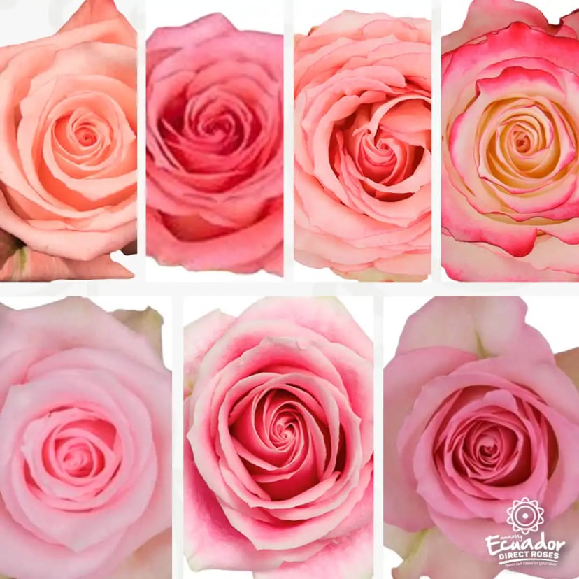 Various shades of medium pink roses, direct delivery in 5-6 days from Ecuador Direct Flowers.