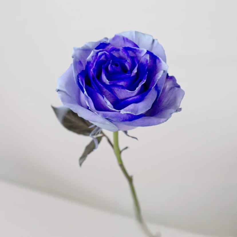 Deity Tao Rose