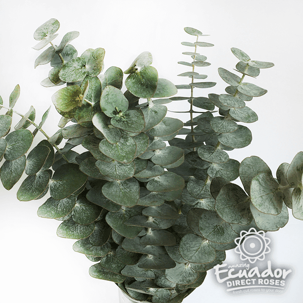 Eucalyptus Baby Blue