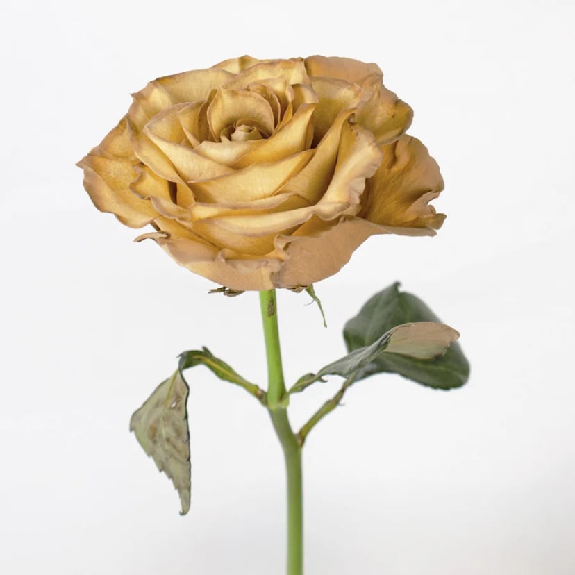 dolce-de-leite-rose-side