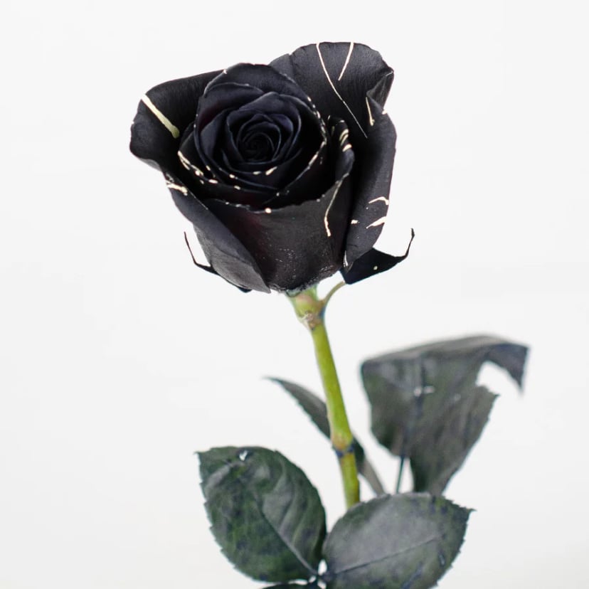 dracula-fang-rose-side