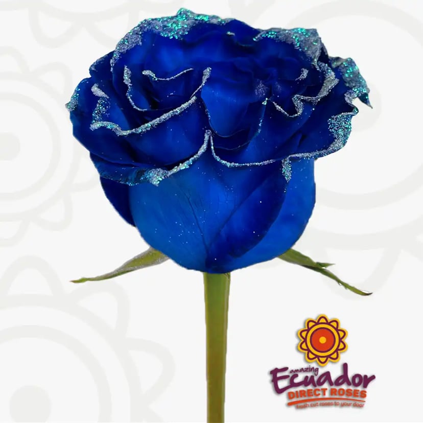 Single Avatar Litmus flower bud by Ecuador Direct Flowers, hand-picked for freshness.
