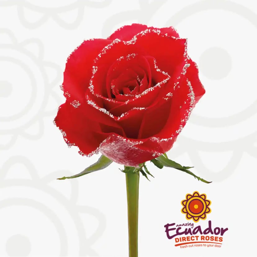 red-illusion-tinted-rose-red-color-EDR-1