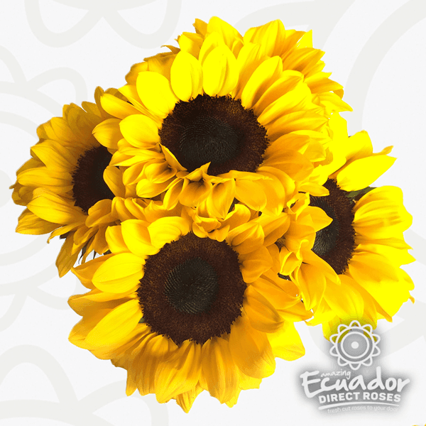 A vibrant bouquet of Sunflower petite arranged in a bouquet format, farm-direct delivery available from Ecuador Direct Flowers.