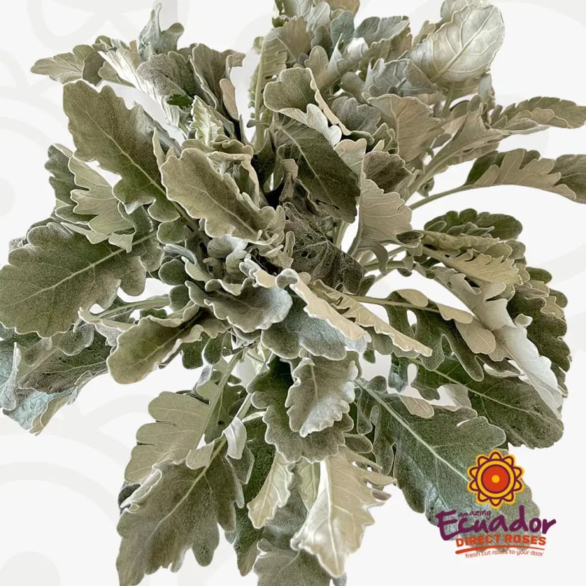 Vibrant silvery-green Dusty Miller greenery arranged vertically, shipped farm-direct by Ecuador Direct Flowers in 5-6 days."