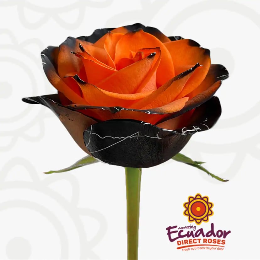 vampire-splash-1-halloween-tinted-roses-EDR