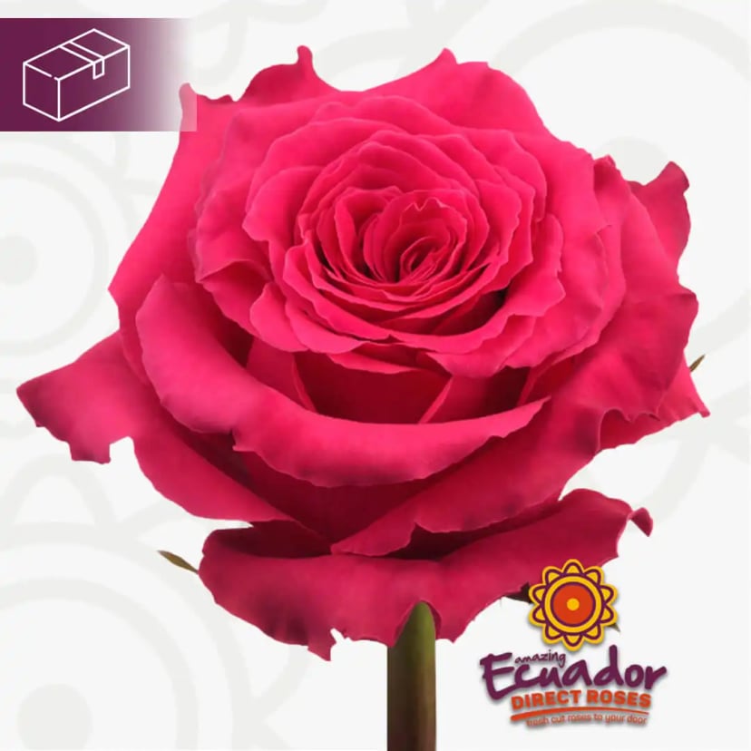 Single Full monty rose variety hot pink color rose bud from EDR farms, hand-picked for freshness