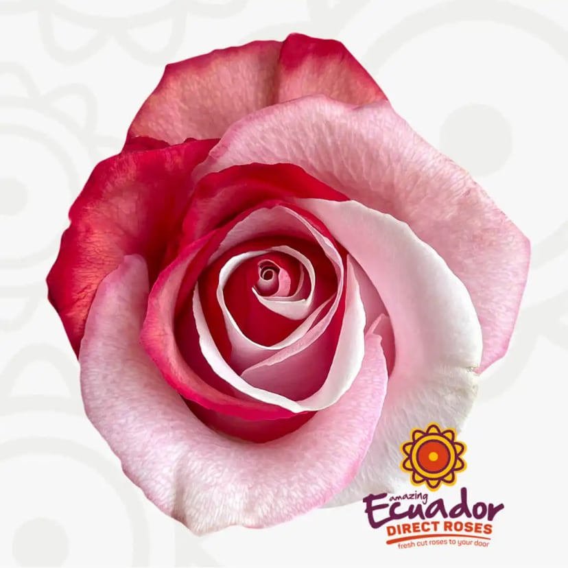 sweet-mist-tinted-rose-pink-red-color-EDR-1