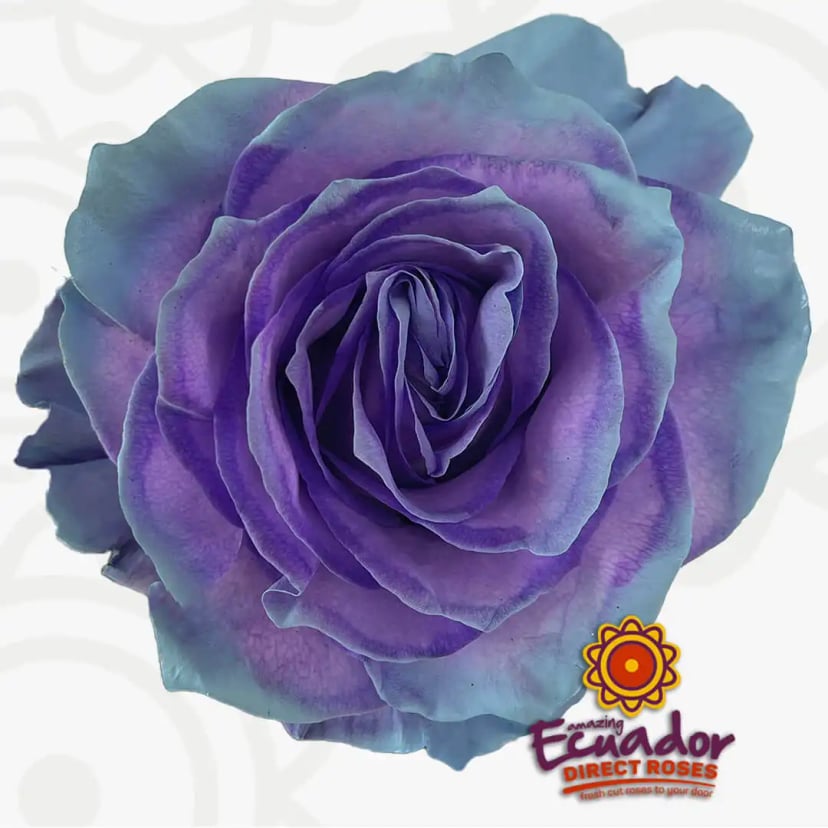 One exquisite Deity Tao flower stem, featuring striking blue and purple petals, a premium selection from Ecuador Direct Flowers.