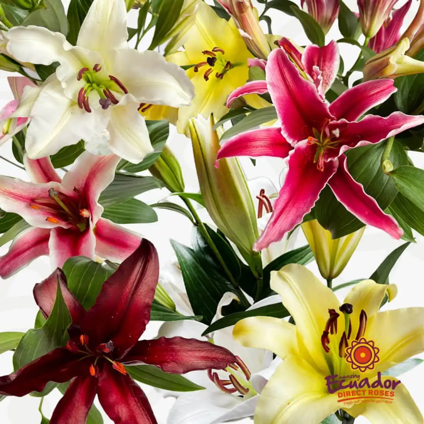 Single stem of Oriental lily mix colors freshly cut from Ecuador Direct Flowers' sustainable farms, shipped within 5-6 days for maximum freshness.