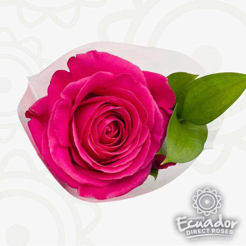 Single vibrant hot pink Ecuadorian rose bouquet kit, perfect for rose bouquet captions for instagram, rose box stl, rose bouquet money, peach rose plant.