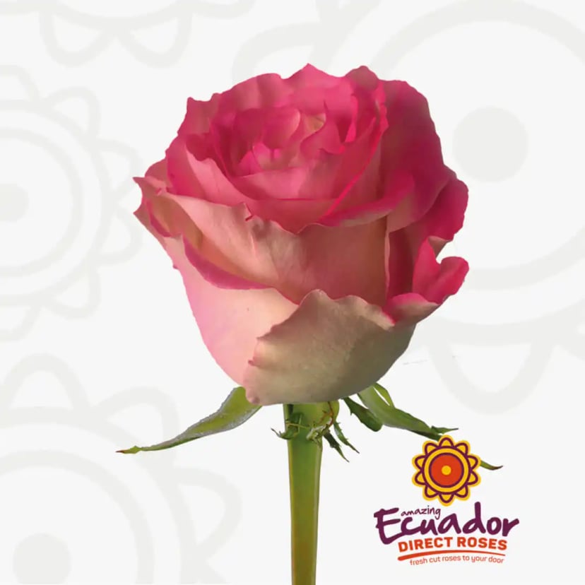 bubblegum-tinted-rose-hot-pink-color-EDR-1