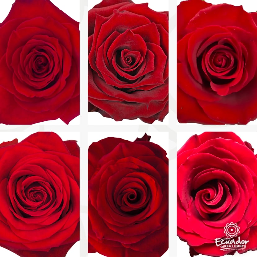 Collage of premium red Ecuadorian roses, featuring elegant blooms similar to purple roses images, pale pink rose quartz, lavender rose tea, and blush tones.