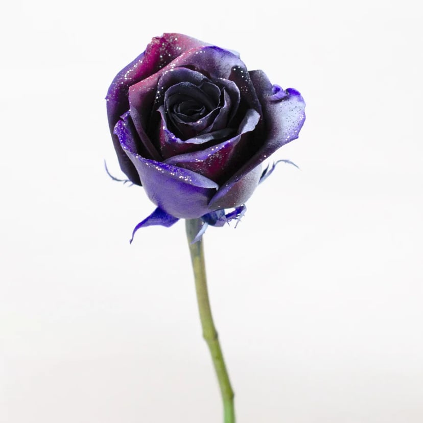 eternal-moon-rose-side
