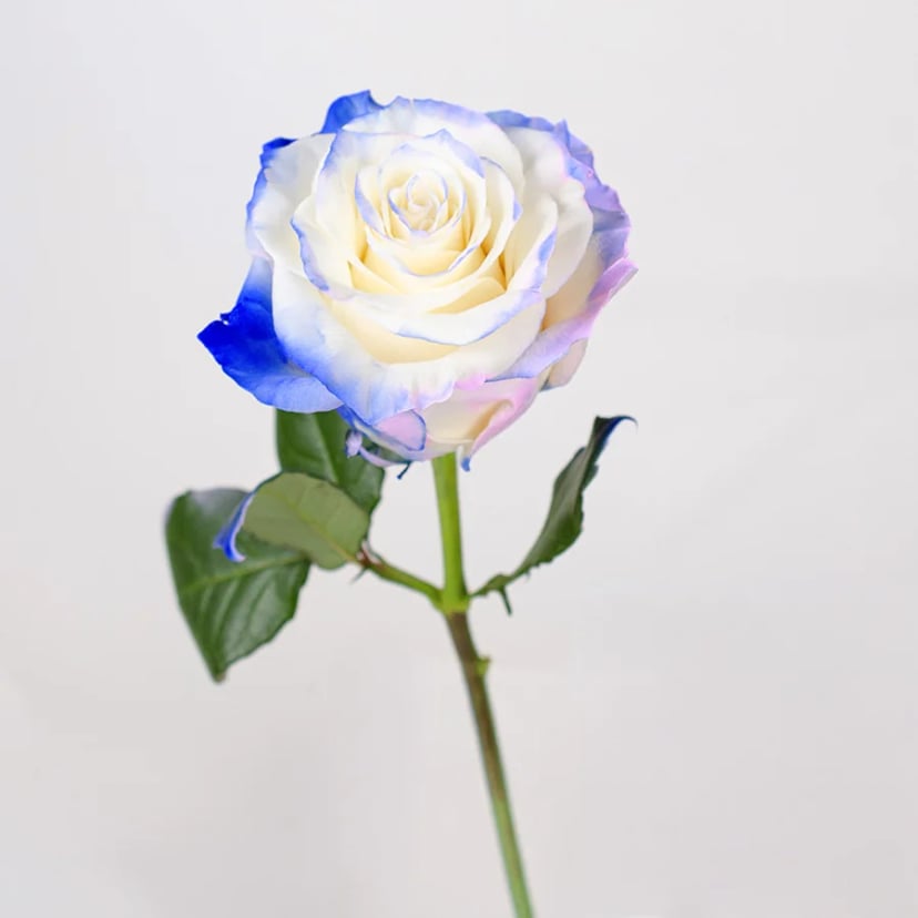 evening-breeze-rose-side