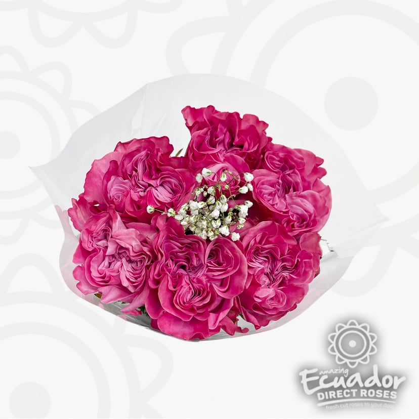 Send her these dozen roses in a beautiful arrangement. Premium Ecuadorian roses delivery for a dozen roses gift. Vibrant pink ruffled garden roses.