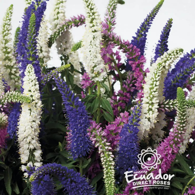 Vibrant Veronica flowers arranged vertically, shipped farm-direct in 5-6 days.