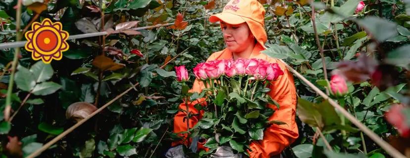 Why Ecuadorian roses are the best?