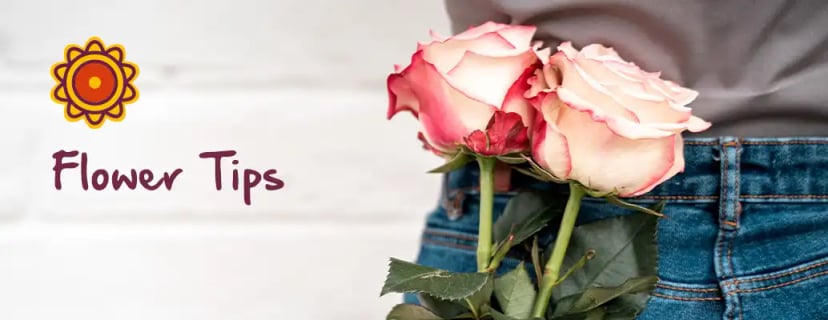 A single pink and red rose bud, hand-picked from Ecuador Direct Roses farms this morning.