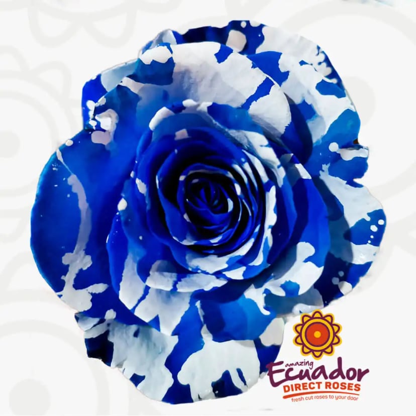 blue-magic-tinted-rose-blue-color-EDR-1