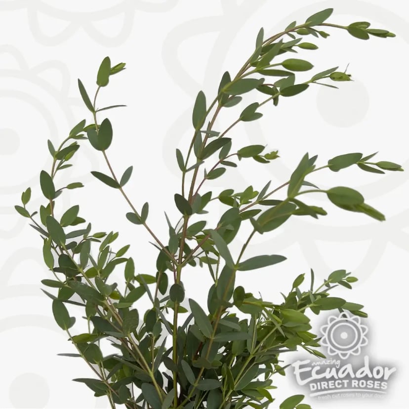 Eucalyptus Parvula