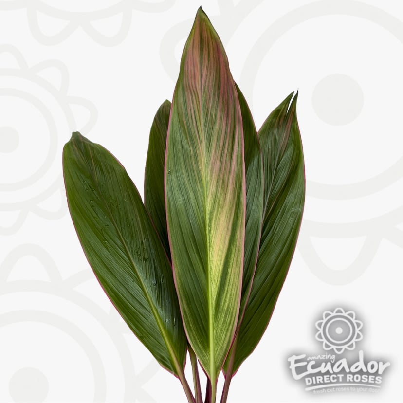 Cordyline Surky