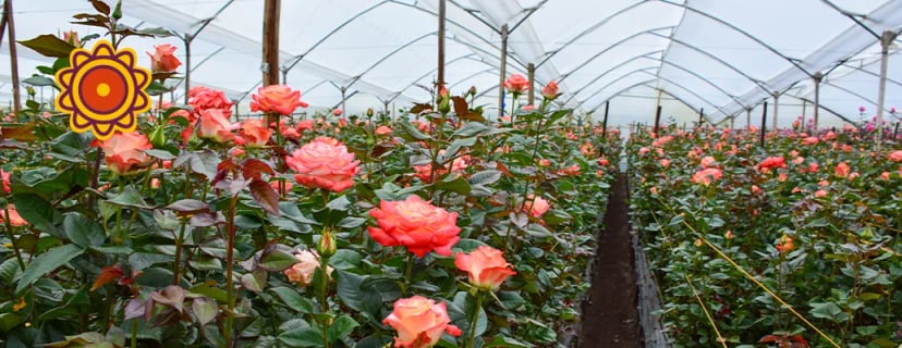 The Benefits of Buying Bulk Roses from Ecuador Direct Roses