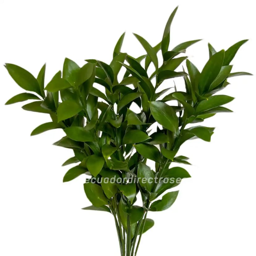 Single Ruscus israeli green stem from EDR farms, hand-picked for freshness