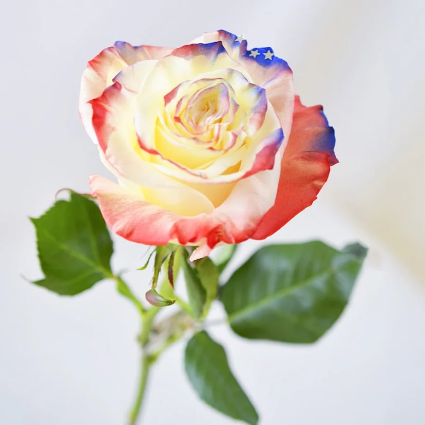 flag-star-rose-side