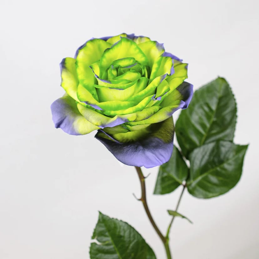 Frankenstein Potion Rose
