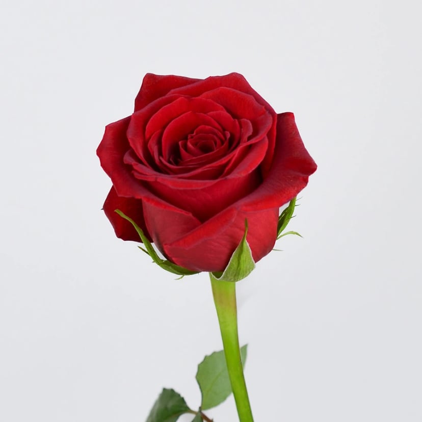 Freedom Rose