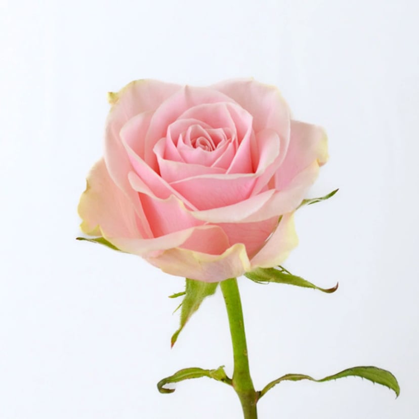 frutteto-rose-side