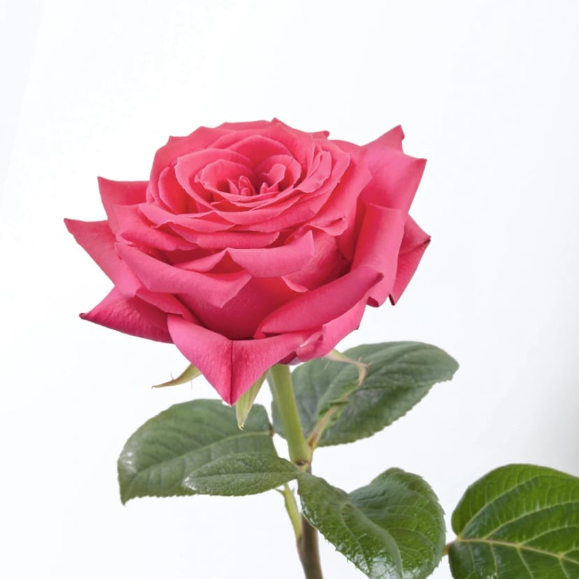 full-monty-rose-side