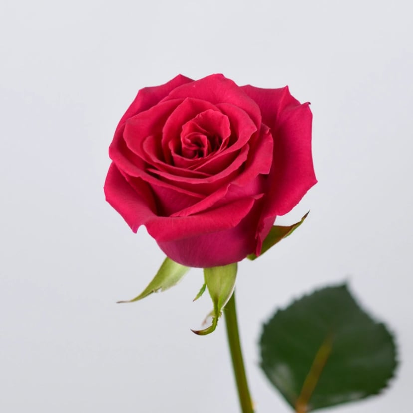 gotcha-rose-side