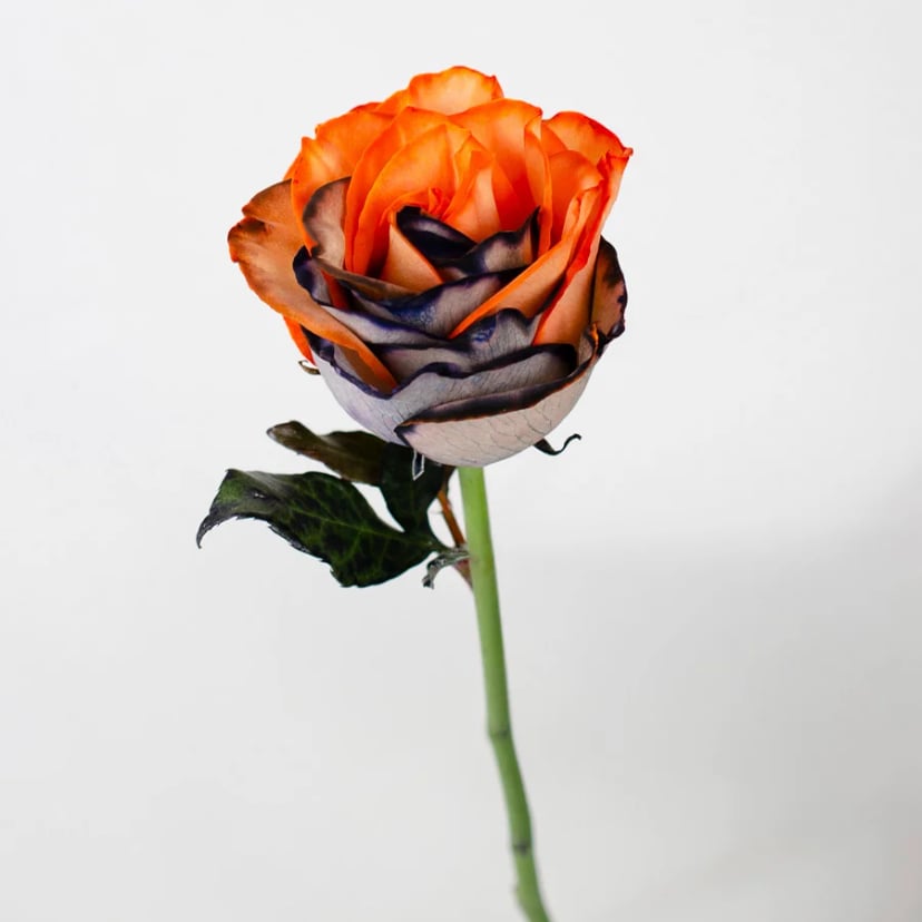 halloween-rose-side