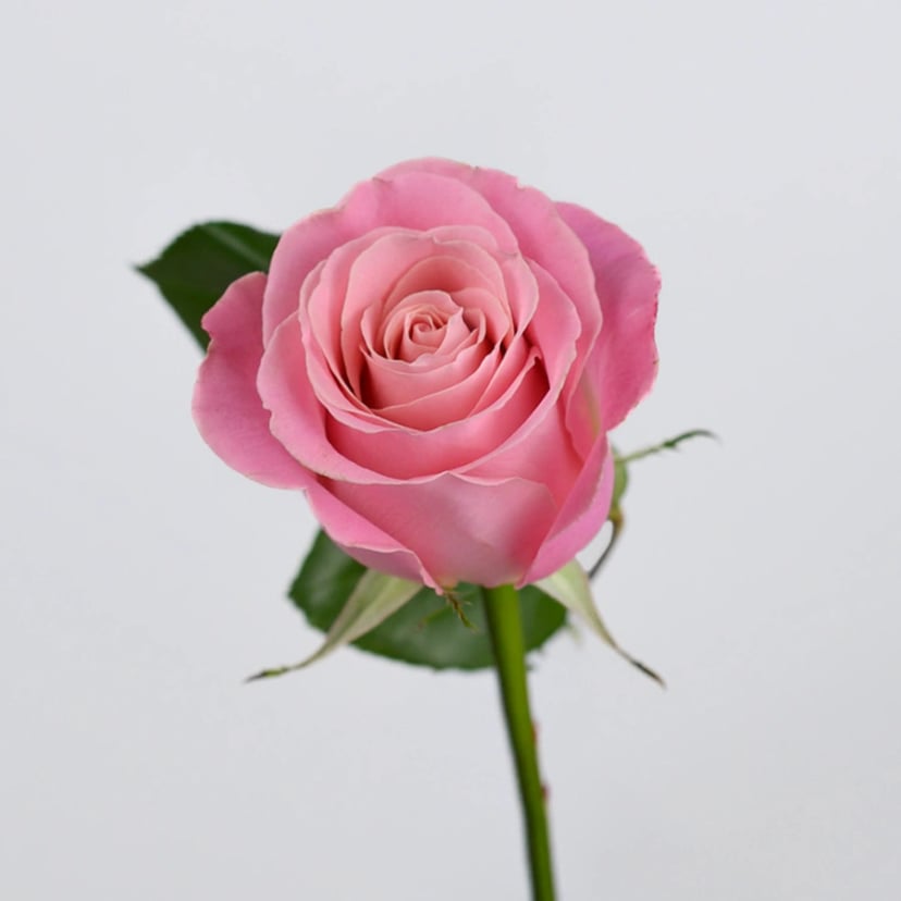 hermosa-rose-side