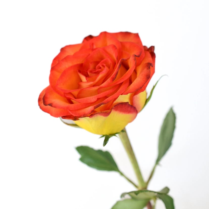 high-and-magic-rose-side