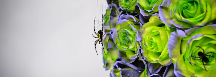 It's Time to Shop Halloween Flowers