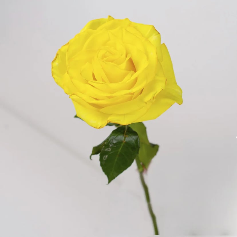 honey-rose-side