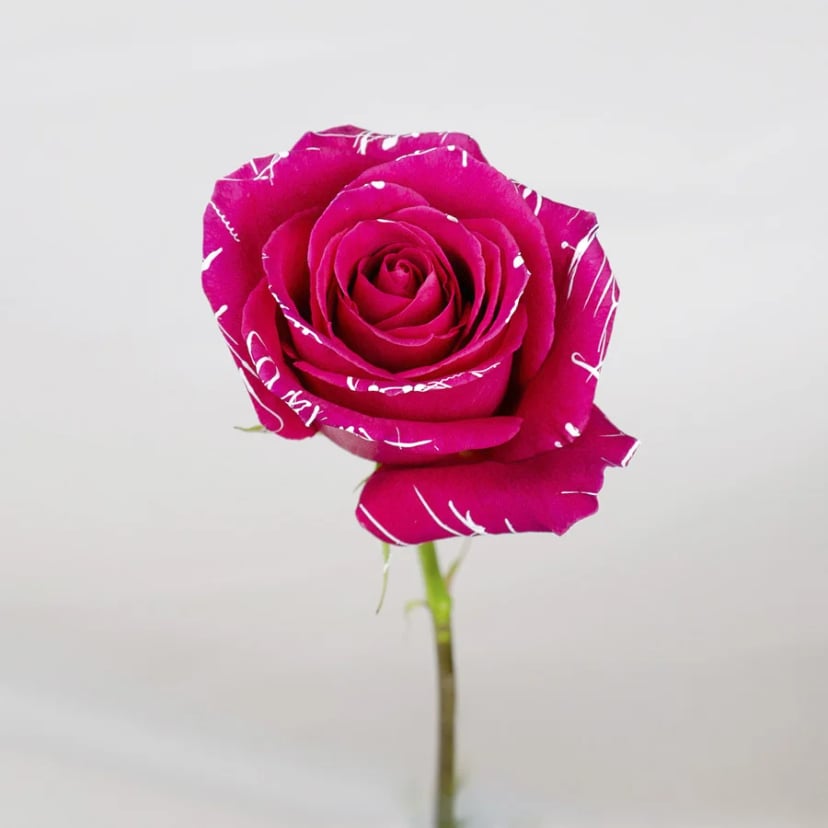 hot-pink-magic-rose-side
