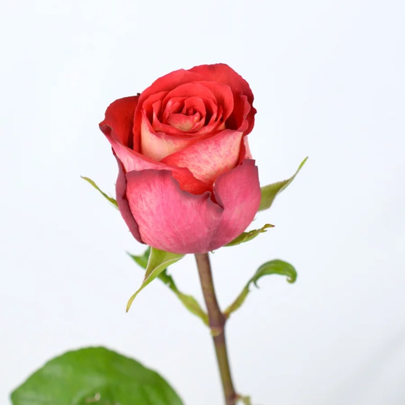 iguazu-rose-side