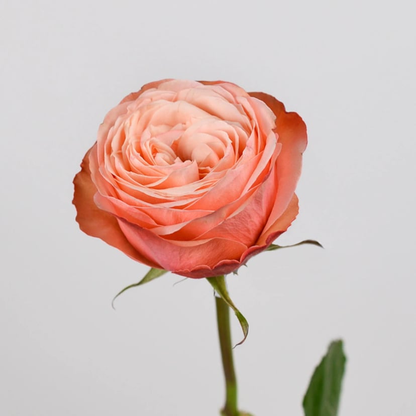 Kahala-rose-side